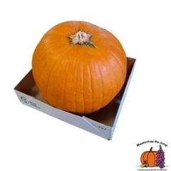 Cucurbita Maxima Halloween 25cm