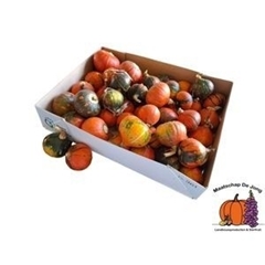 Cucurbita Maxima Turks Turban Mix 3cm