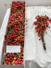 Malus Red Sentinel Per Stem 50cm