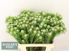 Leucadendron Spray Ayoba Jade Pearl 60cm Spray