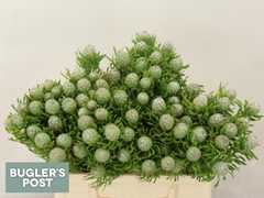 Leucadendron Spray Ayoba Jade Pearl 40cm