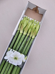 Hippeastrum Albarino 80cm