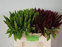 Amaranthus Mix 55cm