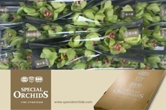 Cymbidium Kermit 50cm