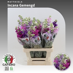Matthiola Mix 70cm