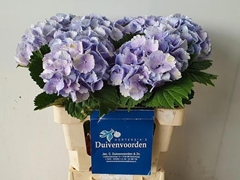 Hydrangea Lolly Pop Blue 60cm 11-13cm Hd