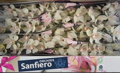 Cymbidium Mrs. Sugar Lee 80cm