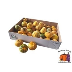 Cucurbita Pepo Mix 6cm
