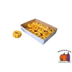 Cucurbita Pepo Lil Pump-ke-mon 10cm