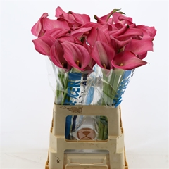 Zantedeschia Zazu 65cm