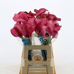 Zantedeschia Zazu 60cm