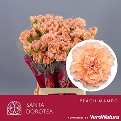 Dianthus Single Noviado 65cm