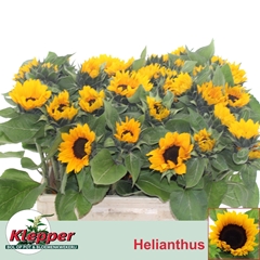 Helianthus Sunrich Orange 60cm