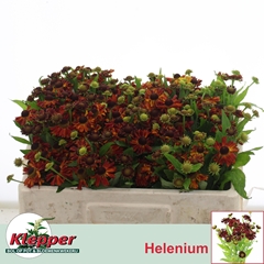 Helenium Autumn Fire 45cm