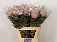 Chrysanth Single Vienna Pink 80cm 130gr.
