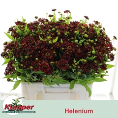 Helenium Autumn Fire 55cm
