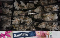 Cymbidium Antonella 40cm