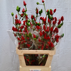 Capsicum Xmas 80cm