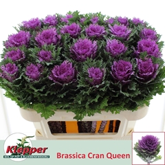 Brassica Crane Queen 70cm