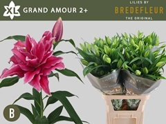 Lily Oriental Double Grand Amour 80cm 2+
