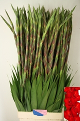 Gladiolus Red Balance 110cm 180gr.