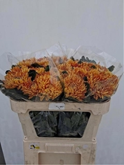 Chrysanth Single Astro 65cm 90gr.