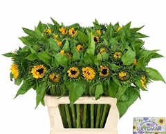 Helianthus Solano Orange 80cm 14cm Hd