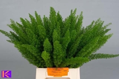 Asparagus Densiflorus Myers 50cm