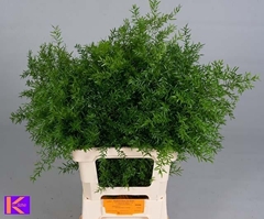 Asparagus Densiflorus Cwebe 65cm