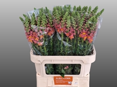 Antirrhinum Avignon Deep Orange 80cm