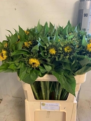 Helianthus Sunrich Orange 80cm 12cm Hd
