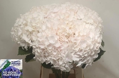 Hydrangea Sweet Verena 70cm 20-22cm Hd