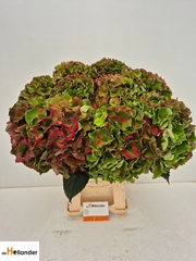 Hydrangea Royal Palace Classic 65cm 20-22cm Hd