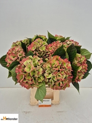 Hydrangea Royal Love Classic 60cm 16-18cm Hd