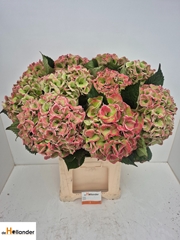 Hydrangea Royal Love Classic 80cm 22-24cm Hd