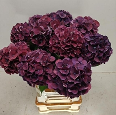 Hydrangea Royal King 60cm 14-16cm Hd