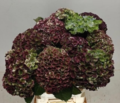 Hydrangea Revolution Classic 60cm 14-16cm Hd