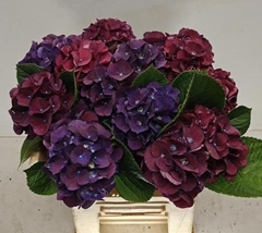 Hydrangea Verena Classic 50cm 9-11cm Hd
