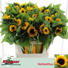 Helianthus Sunrich Orange 80cm