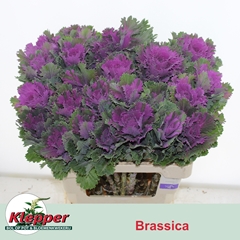 Brassica Altair 60cm