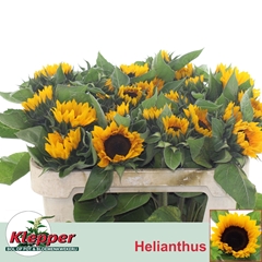 Helianthus Sunrich Orange 70cm