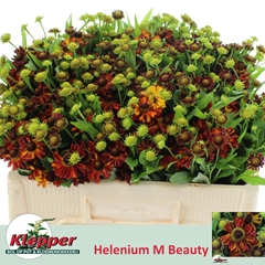 Helenium Autumn Fire 50cm