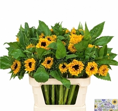 Helianthus Solano Orange 80cm 14cm Hd