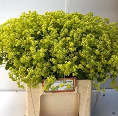 Alchemilla Mollis Robustica 40cm