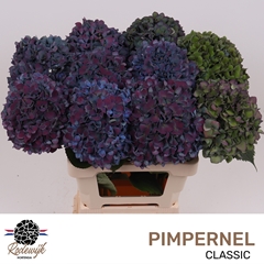 Hydrangea Pimpernel Classic 60cm 18-20cm Hd