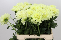 Dahlia Champagne 60cm