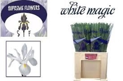 Iris White Magic 56cm 34gr.