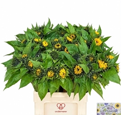 Helianthus Sunrich Orange 65cm 14cm Hd