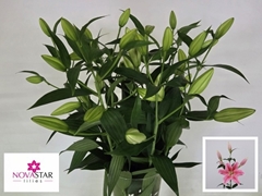 Lily Oriental Sorbonne 70cm 2+