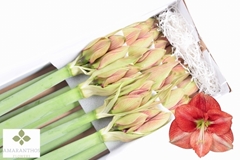 Hippeastrum Coral Flame 85cm